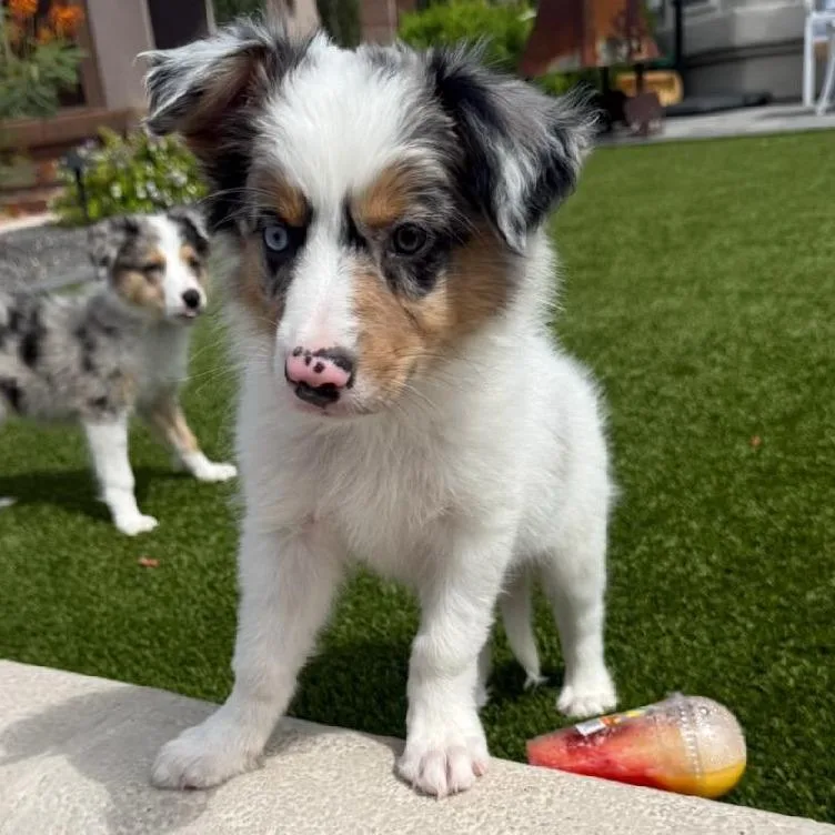 A baby medium-sized male Gray / Blue / Silver Australian Shepherd dog named Whalen for adoption in Phoenix, AZ