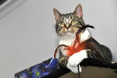 An adult medium-sized male Tabby (Brown / Chocolate) Domestic Short Hair cat named Rum Raisin for adoption in Mokena, IL