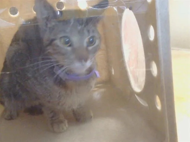 A young small-sized female Domestic Short Hair cat named Phillippa for adoption in Sacramento, CA