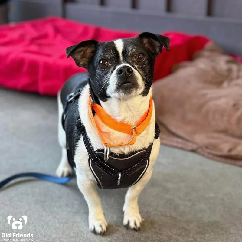 Dr. Dog And Snoopy thumbnail 2