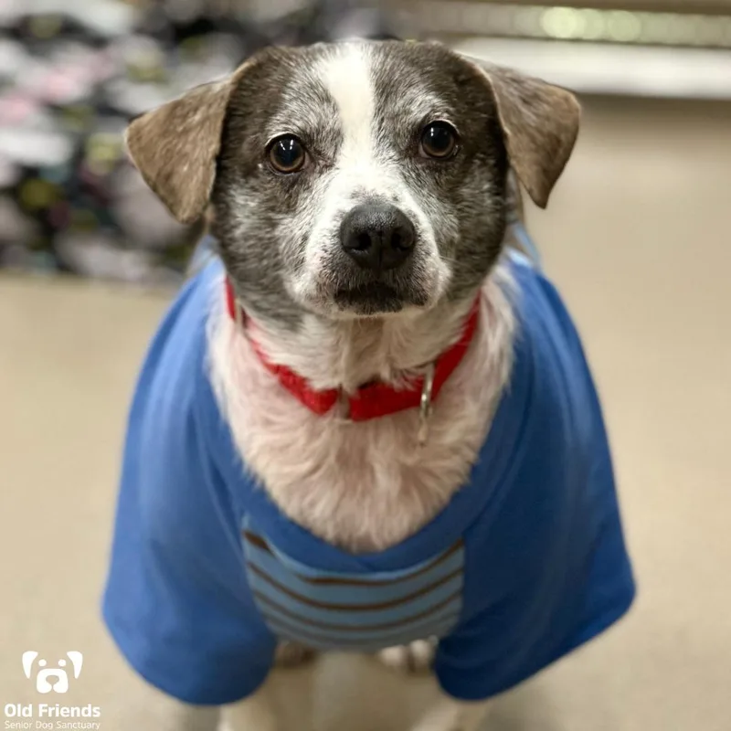 Dr. Dog And Snoopy thumbnail 3