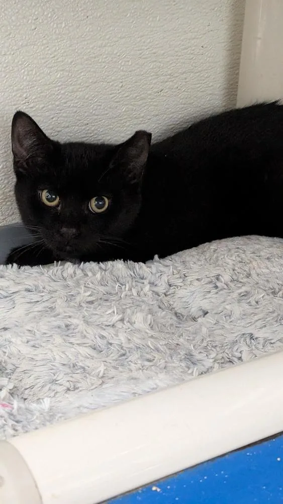A baby small-sized male Black Domestic Short Hair cat named Robert for adoption in Evansville, IN