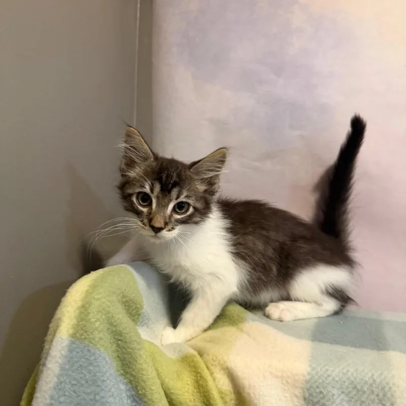 A baby small-sized male Gray / Blue / Silver Domestic Medium Hair cat named Orthus for adoption in Fredericksburg, VA