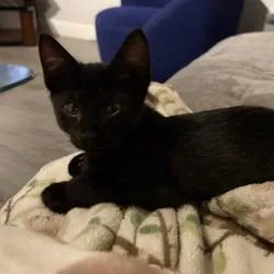 A baby small-sized male Black Domestic Short Hair cat named Gus for adoption in Concord, NH
