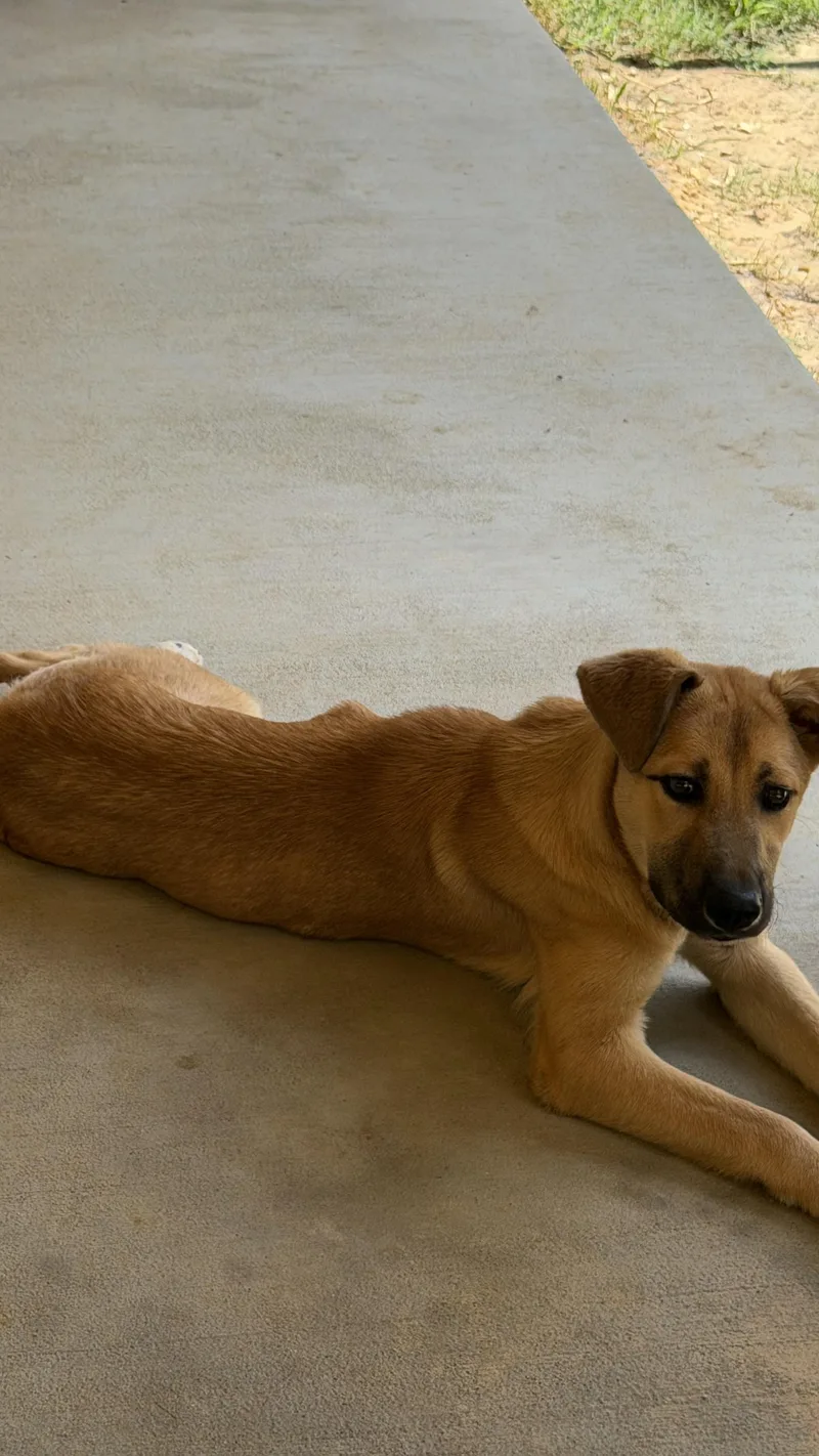 A young medium-sized female Apricot / Beige Shepherd dog named Luna for adoption in Livingston, TX