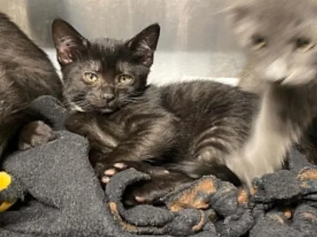 A baby small-sized female Domestic Short Hair cat named Arya for adoption in Tustin, CA