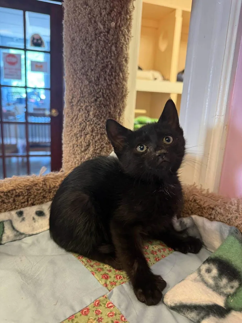 A young small-sized female Black Domestic Short Hair cat named Julianna for adoption in Freeport, NY