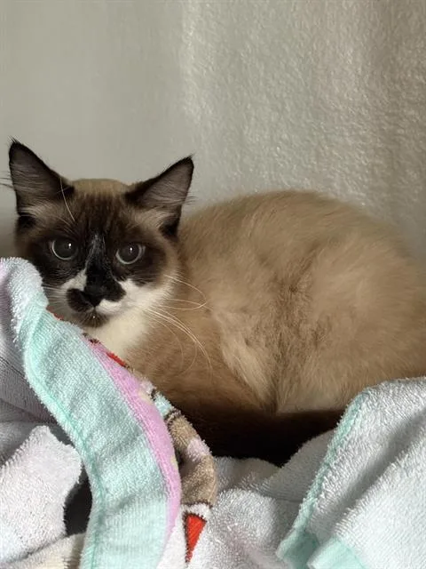 A young large-sized female Ragdoll cat named Cypress for adoption in Santa Cruz, CA