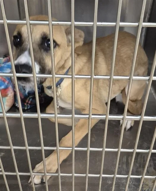 A young small-sized female German Shepherd Dog dog named Fajita for adoption in Decatur, IL