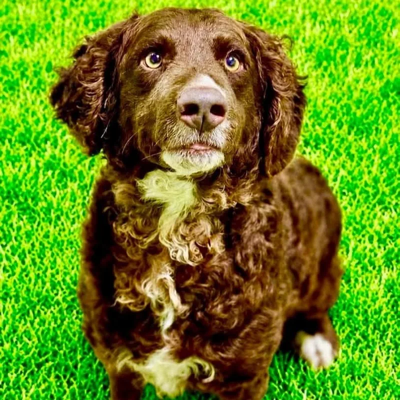 Coco