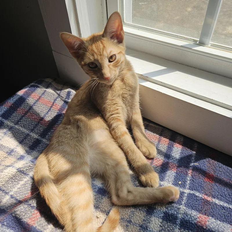 A baby medium-sized male Orange / Red Domestic Short Hair cat named Howl for adoption in Wilmington, NC