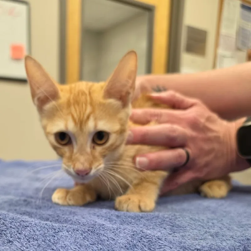 A baby small-sized male Orange / Red Domestic Short Hair cat named Garfield U for adoption in Tupelo, MS