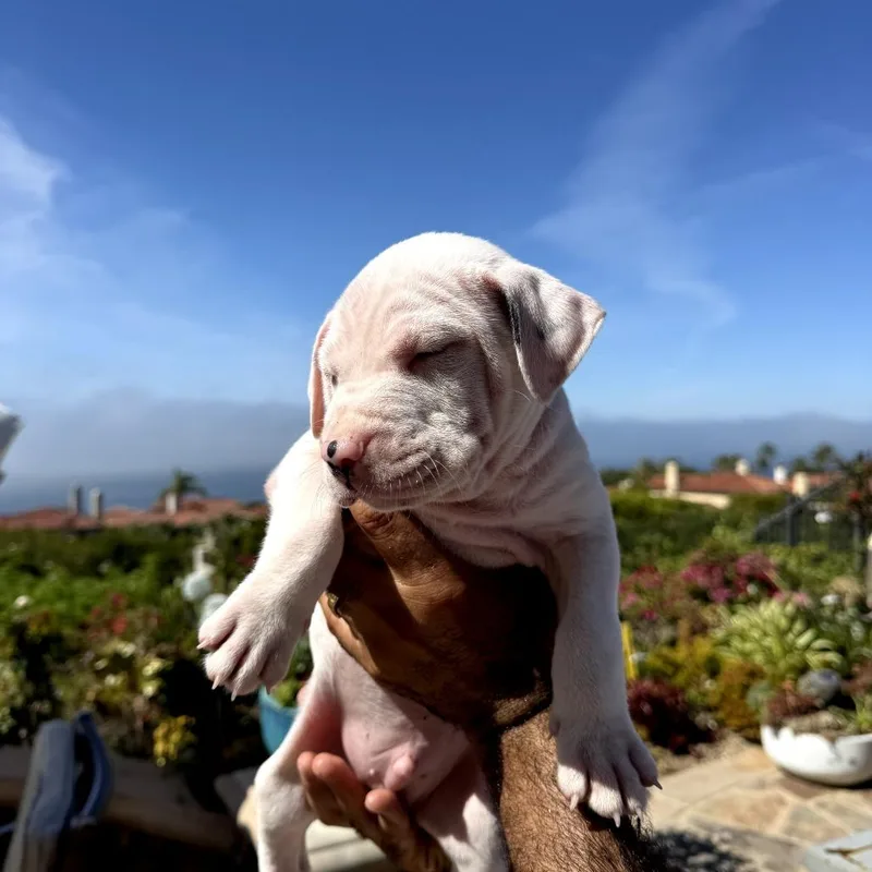 Elora  Costa Mesa thumbnail 4