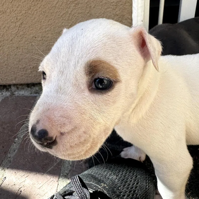 Elora  Costa Mesa thumbnail 5