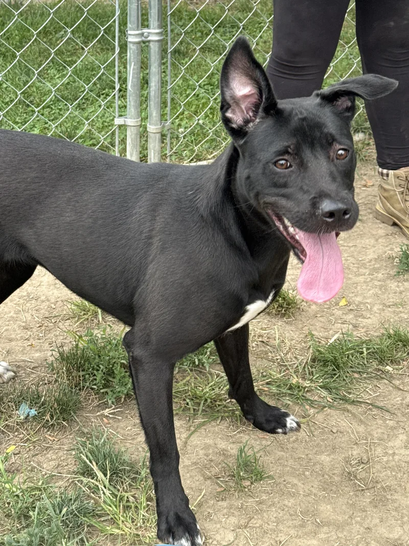 A young medium-sized female Black Pit Bull Terrier dog named Ditsy for adoption in Anderson, IN