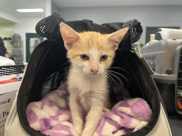 A baby small-sized female Domestic Short Hair cat named A for adoption in Thousand Palms, CA