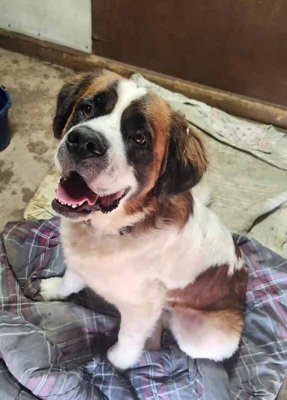 A young large-sized male Saint Bernard dog named Spencer for adoption in Windsor, CO