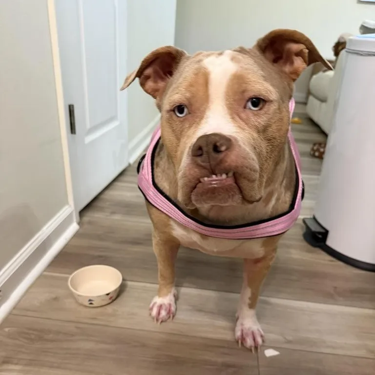 An adult large-sized female American Bulldog dog named Quartz aka Miss Piggy for adoption in atlanta, GA