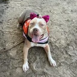 Quartz aka Miss Piggy thumbnail 2