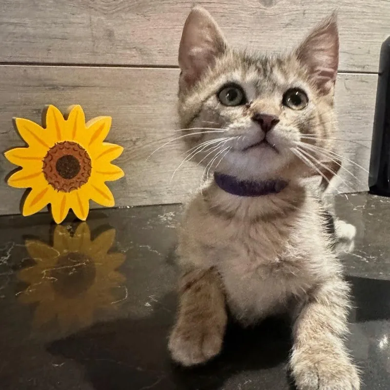 A baby small-sized male Brown / Chocolate Domestic Short Hair cat named Tanner for adoption in Normal, IL
