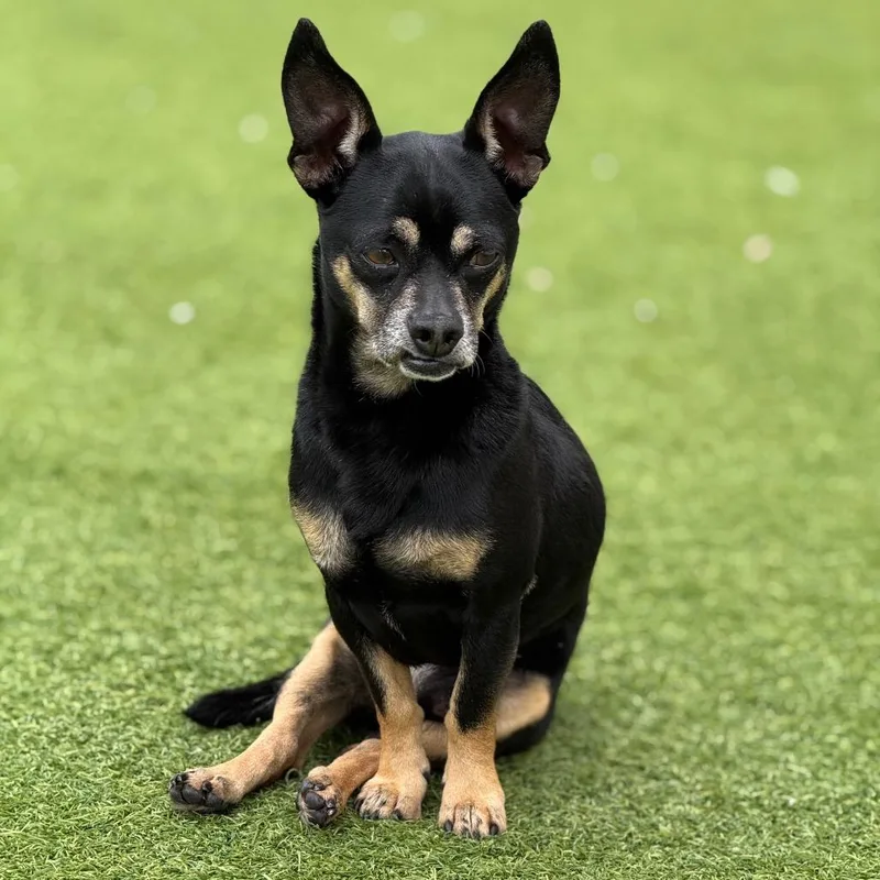 A senior small-sized male Black Chihuahua dog named Rufus for adoption in LOXAHATCHEE, FL