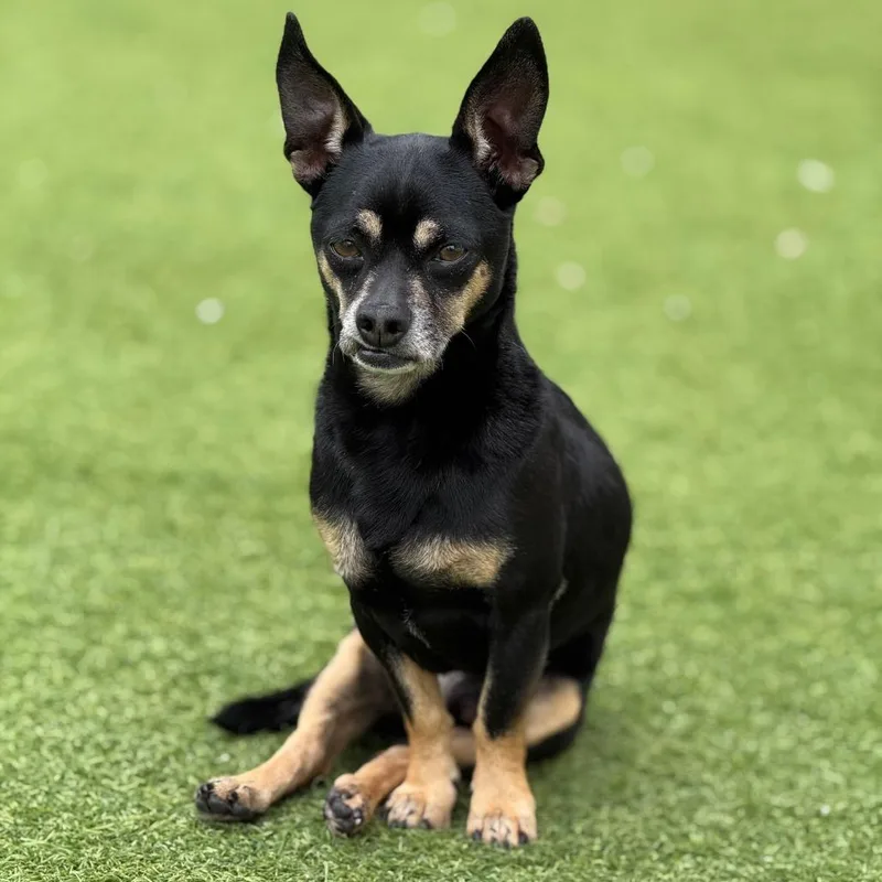 Rufus thumbnail 2