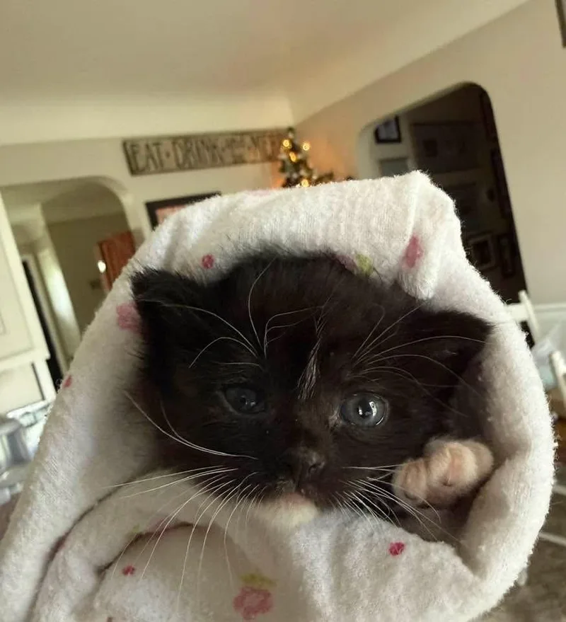 A baby medium-sized female Black & White / Tuxedo Domestic Short Hair cat named Wink for adoption in Clinton Township, MI