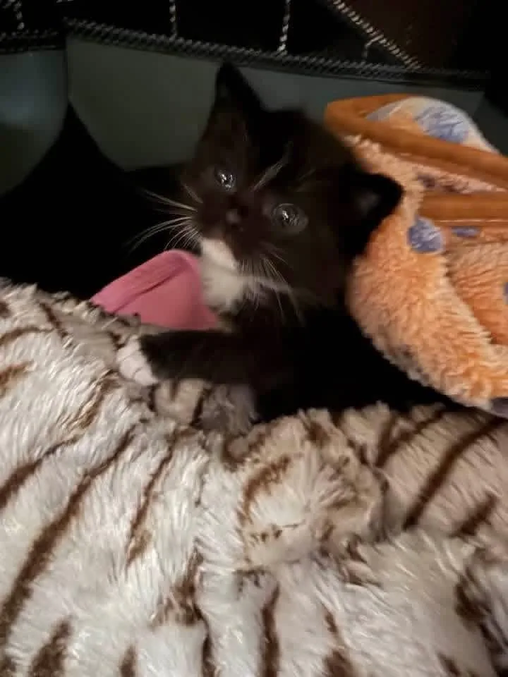 Wink thumbnail 2