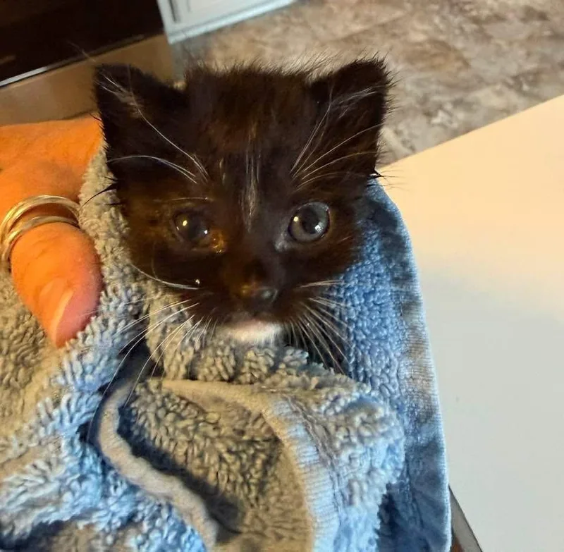 Wink thumbnail 3