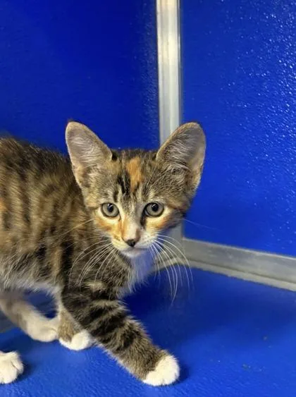 A baby medium-sized female Domestic Short Hair cat named Shell for adoption in Picayune, MS