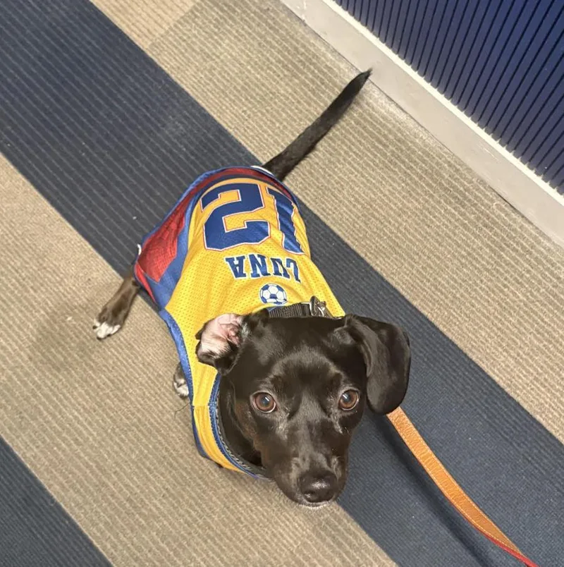 A young small-sized female Black Chihuahua dog named Luna for adoption in New York, NY