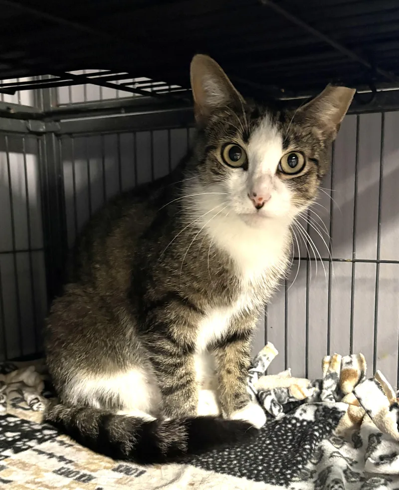 A young medium-sized female Tabby (Gray / Blue / Silver) Domestic Short Hair cat named Fanta for adoption in Columbus, OH