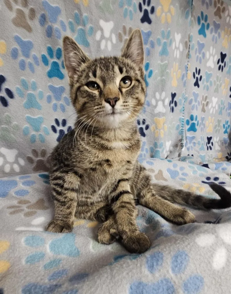 A baby medium-sized male Domestic Short Hair cat named Donald for adoption in Wabash, IN