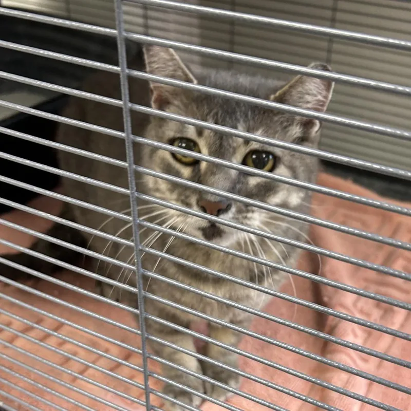 A senior medium-sized female Gray / Blue / Silver Domestic Short Hair cat named Mae Mae for adoption in Hannibal, MO