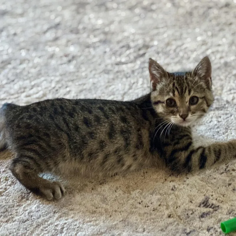 A baby small-sized female Domestic Short Hair cat named Zoe for adoption in Allyn, WA