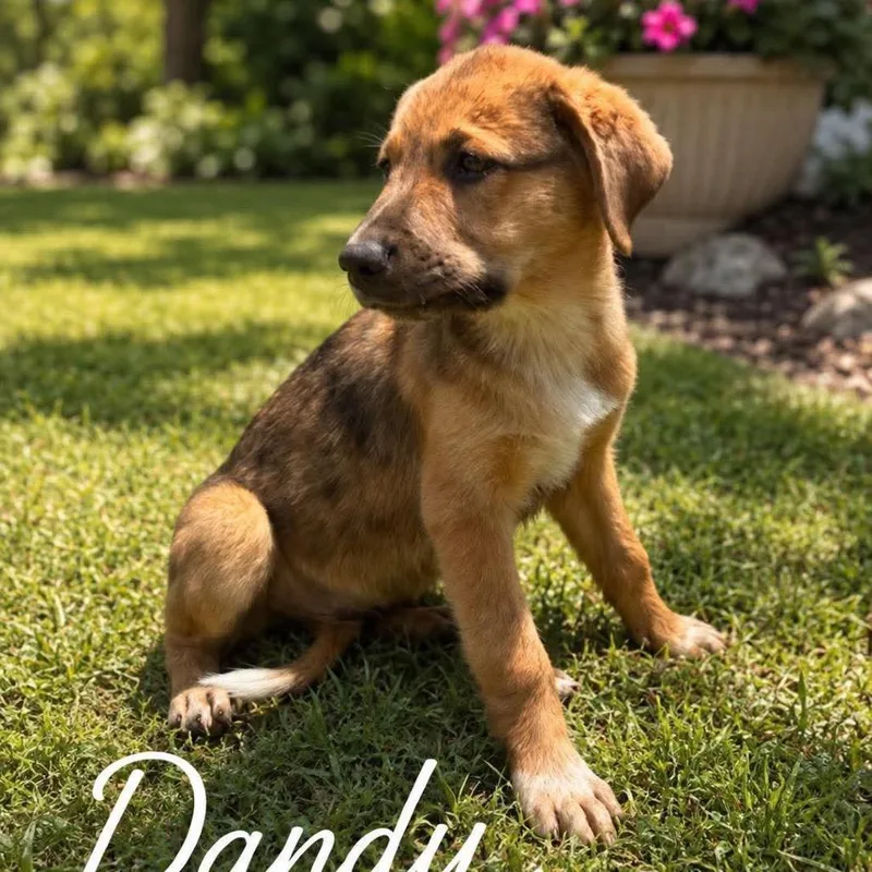 Dandy thumbnail 2