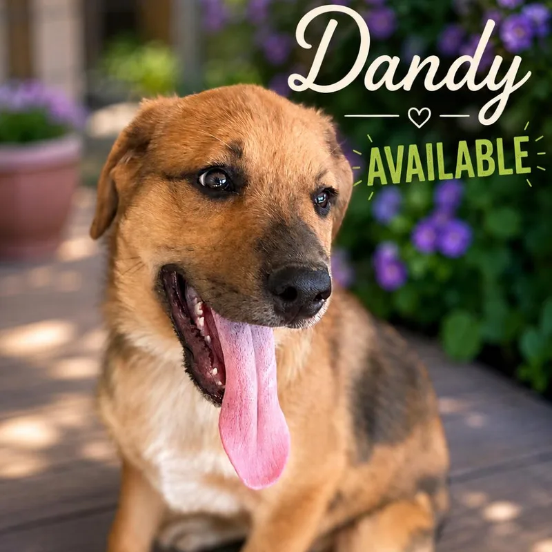Dandy thumbnail 4