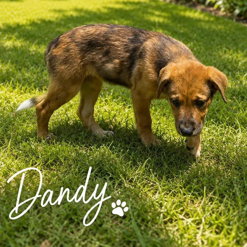 Dandy thumbnail 6