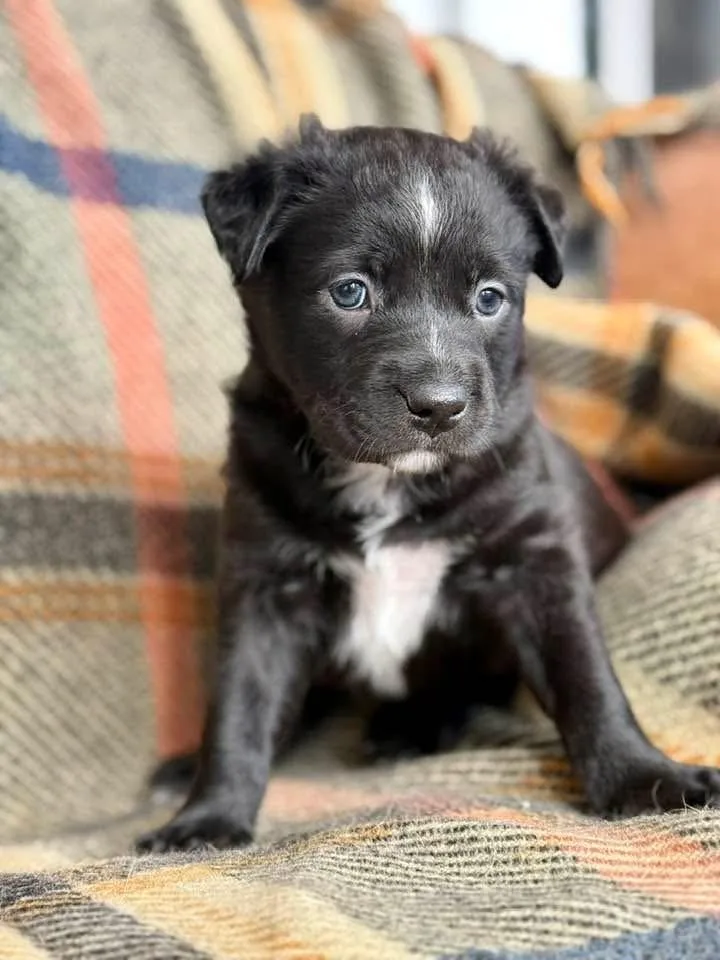Daffodil  Spring Litter