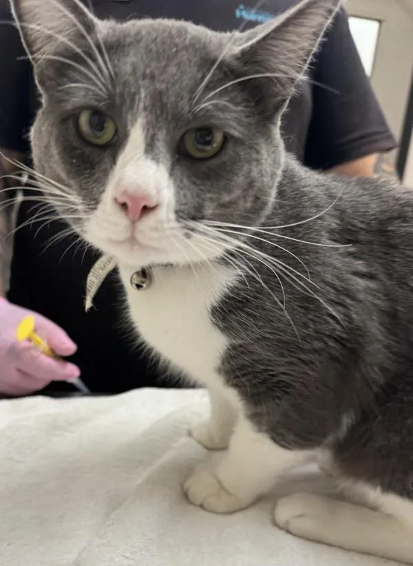 An adult small-sized male Domestic Short Hair cat named Seel for adoption in El Cajon, CA