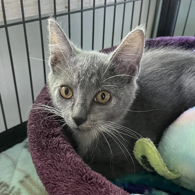 A baby small-sized female Gray / Blue / Silver Domestic Short Hair cat named Bug for adoption in Sarasota, FL
