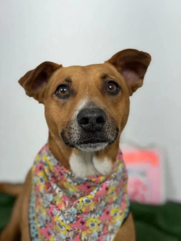 An adult medium-sized male Brown / Chocolate Shepherd dog named Bowie for adoption in Carlsbad, CA