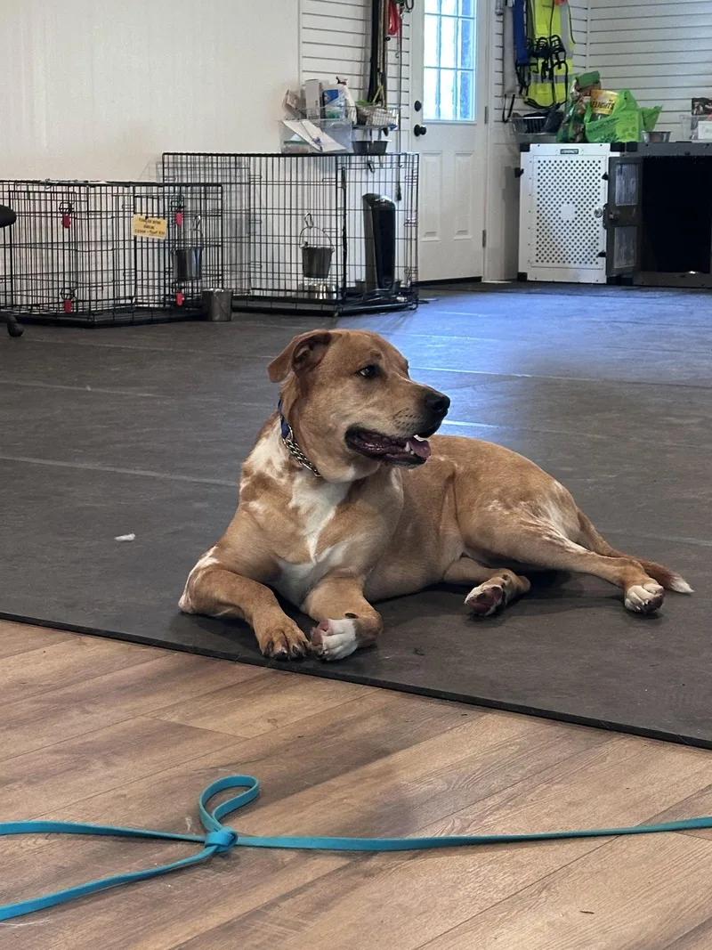 An adult extra large-sized male Catahoula Leopard Dog dog named Cowboy for adoption in Bothell, WA