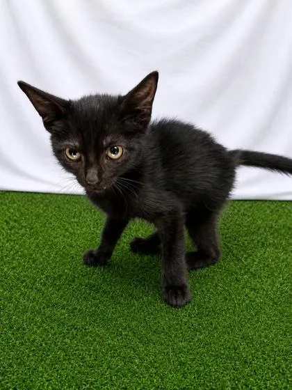 A baby small-sized male Black Domestic Short Hair cat named Argos for adoption in Covington, LA