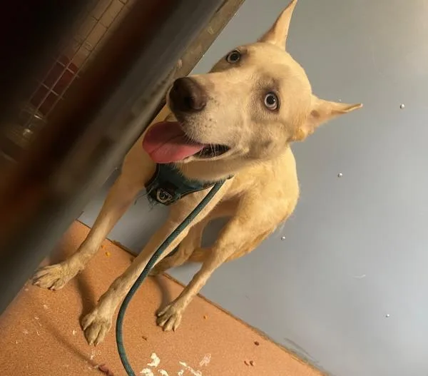 An adult large-sized female Siberian Husky dog named Sienna for adoption in San Diego, CA