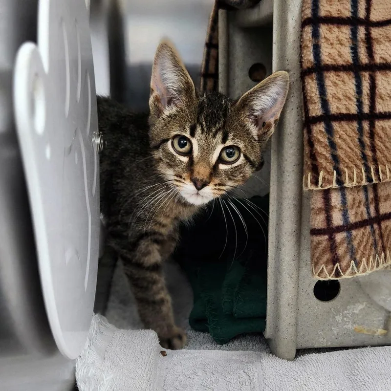 A baby small-sized male Brown / Chocolate Domestic Short Hair cat named Bode for adoption in Grand Rapids, MI