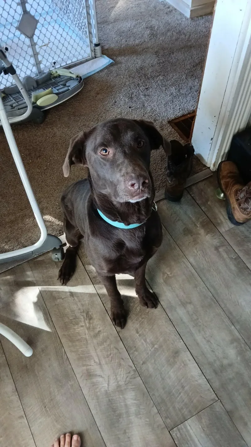 A young medium-sized male Chocolate Labrador Retriever dog named Bandit for adoption in East Lansing, MI