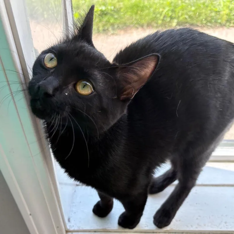 An adult small-sized female Black Domestic Short Hair cat named Canary for adoption in West Des Moines, IA