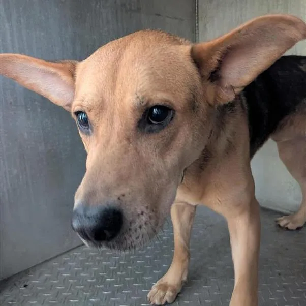 An adult large-sized male Brown / Chocolate German Shepherd Dog dog named Wesley for adoption in Greensboro, NC