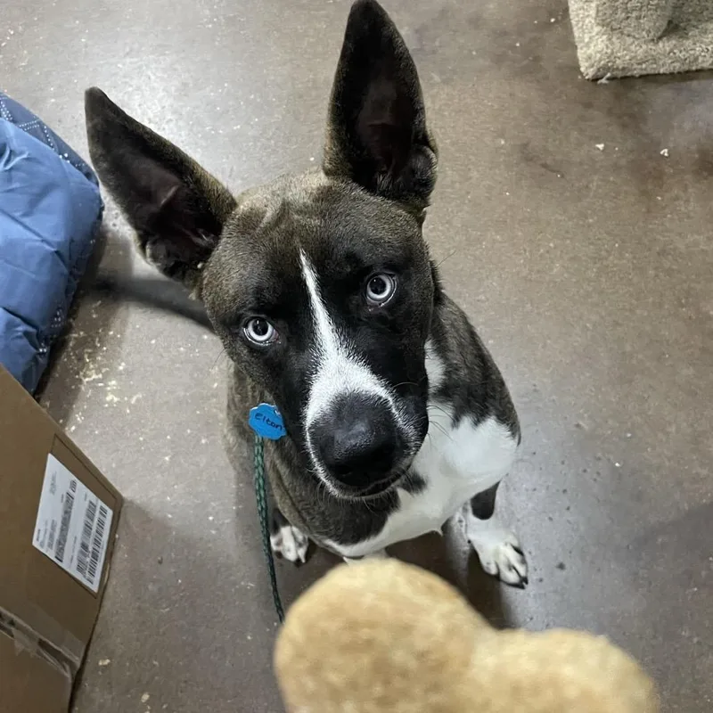 An adult medium-sized male Husky dog named Elton aka Blue for adoption in Springfield, MO
